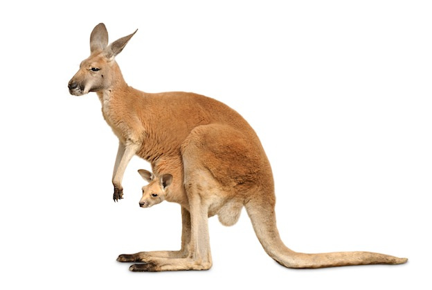 Canguro. vía kangarooworlds.com